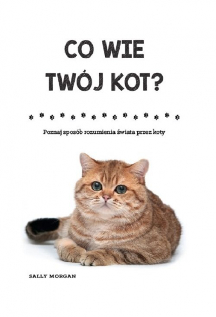 Co wie Twój kot? Poznaj sposób rozumienia świata przez koty